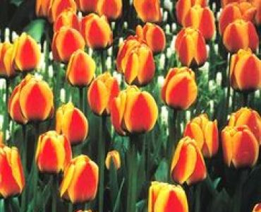 Лале darwin hybrids apeldoorn`s elite