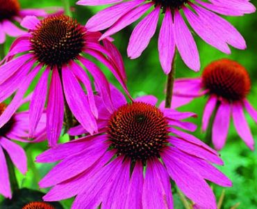 Рудбекия Purpurea (пакет)