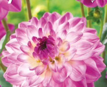 Далия Decorative Christine 