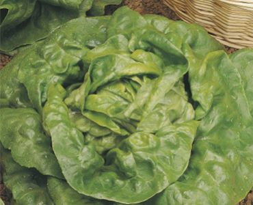 салата Kagraner Sommer 2 - Ks2`SG