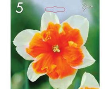 Нарцис Split-Corona Orangery