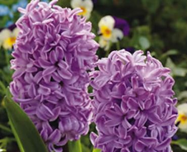 Зюмбюл Splendid Cornelia 14/15