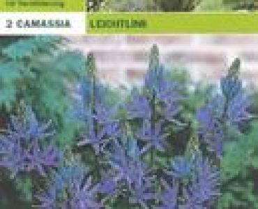 Камасия (Camassia Leichtlinii)