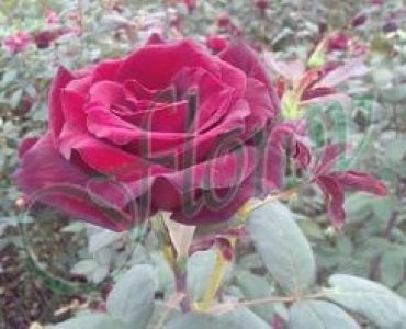 Облагородена храстовидна роза Флоров: Каталожен номер 01