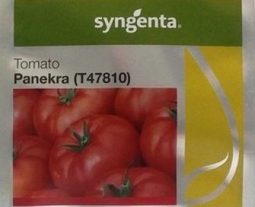 домати Панекра F1