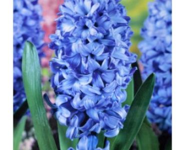 Зюмбюл Delft's Blue 14/15