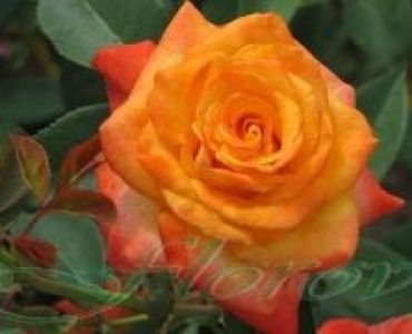 Облагородена храстовидна роза Флоров: Каталожен номер 09