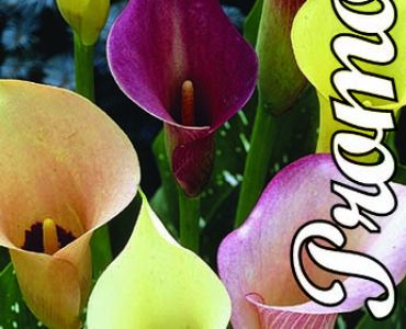 Кала Zantedeschia Mix 