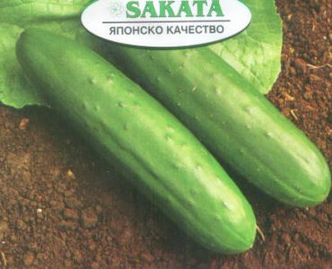 краставици Слайс Кинг F1 