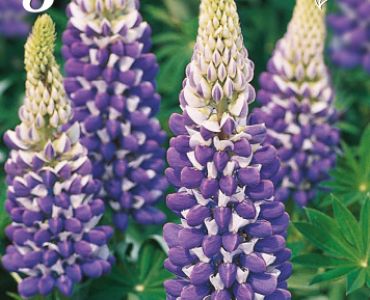 Лупина Синя