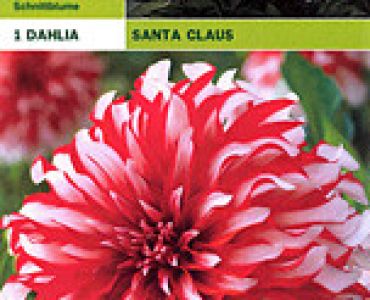 далия Santa Claus