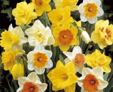 Нарцис Микс (пакет - 10 луковици)