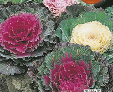 Брасика - Декоративно зеле`SG