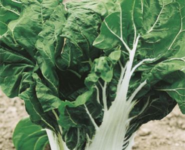 манголд Verde a Costa Larga Argentata 2 SG