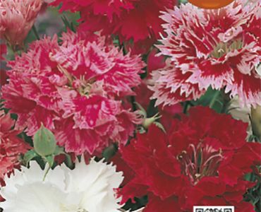 Китайски карамфил кичест