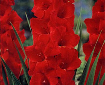 гладиол Hunting Song