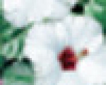 хибискус Бял