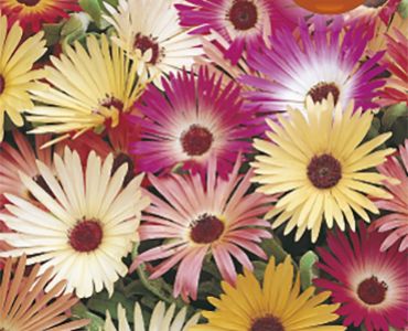 Месембриантемум