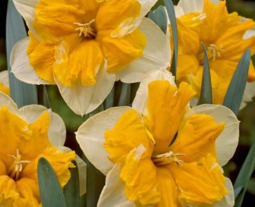 Нарцис Orangery