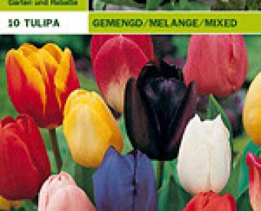 Лалета класически микс 10 бр (пакет)