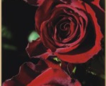 Храстовидна роза 001