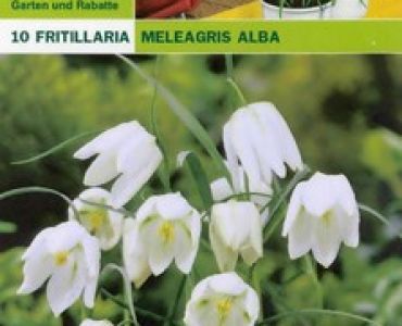 Фритилария бяла ниска (Fritillaria meleagris alba) - 10 бр