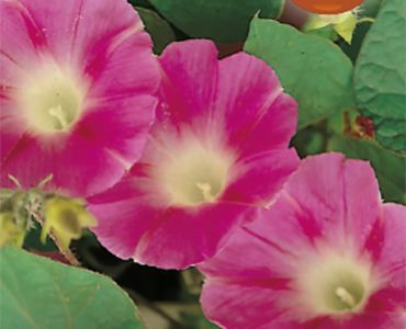 Ипомея Червена`SG