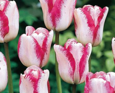 Лале triumph mata hari