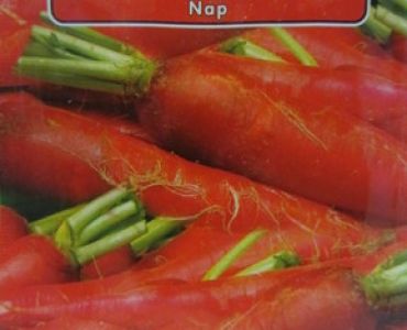 ряпа Червена дълга