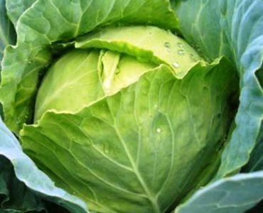 зеле Чиърс F1 (Cheers F1)