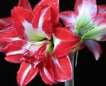Амарилис кичест (Amaryllis Hippeastrum) Pasadena