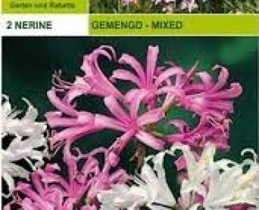 Нерине микс (2 луковици)