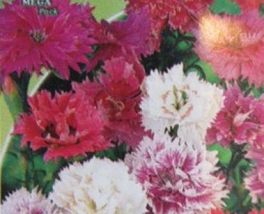 Карамфил китайски