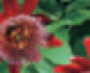 Пасифлора червена - Passiflora Alata