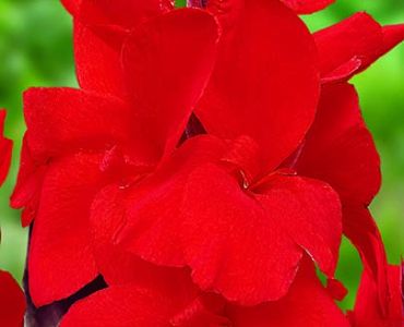 Канна Червена