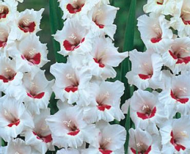 гладиол Fiorentina