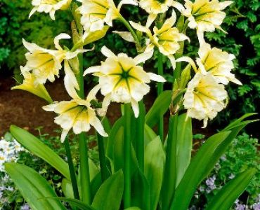 Исмене (Hymenocallis con sulphur queen)