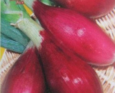 лук червен дълъг от Флоренция