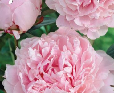 Божур Розов