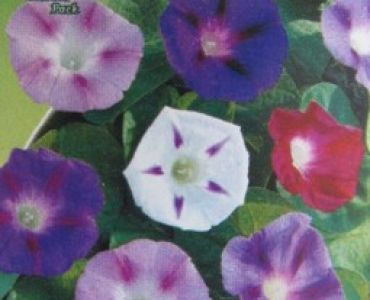 Ипомея - грамофонче