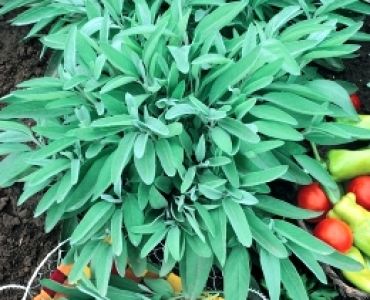 Салвия (градински чай)`SG