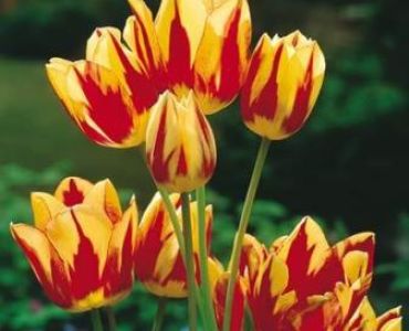 лале Multiflora color spectacle 11/12