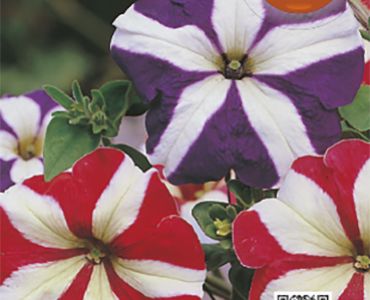 Петуния Звездовидна 