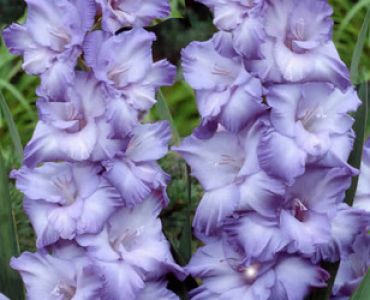 гладиол Cote d'Azur