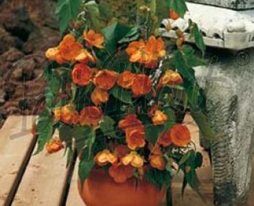 абутилон Оранжав