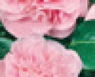 Камелия розова (Camellia japonica)