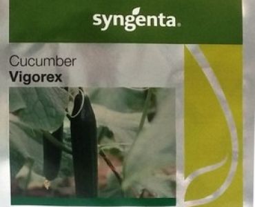 краставици Вигорекс F1