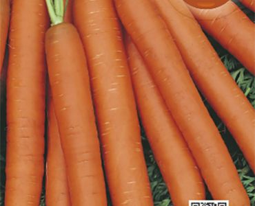 моркови Амстердам 2`SG