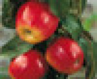 Ябълка - Malus domestica 'braeburn'