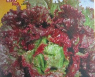 салата Rossa di Trento